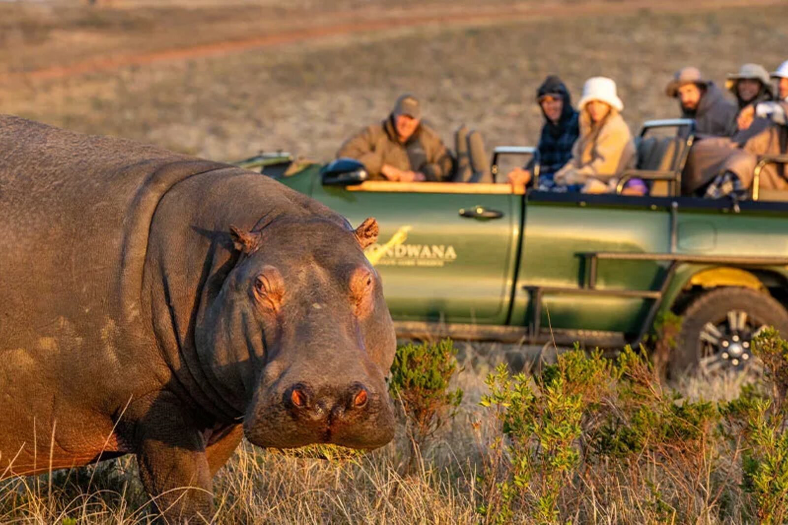Open game drive vehicle at Gondwana Game Reserve during golden hour safari