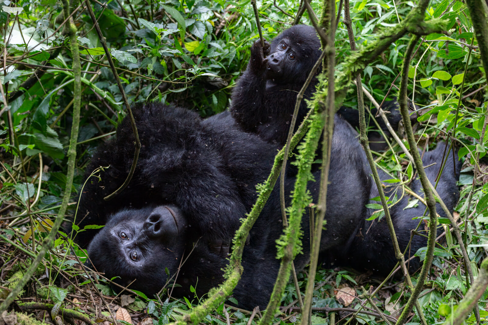 A pair of mountain gorillas resting together in the forest