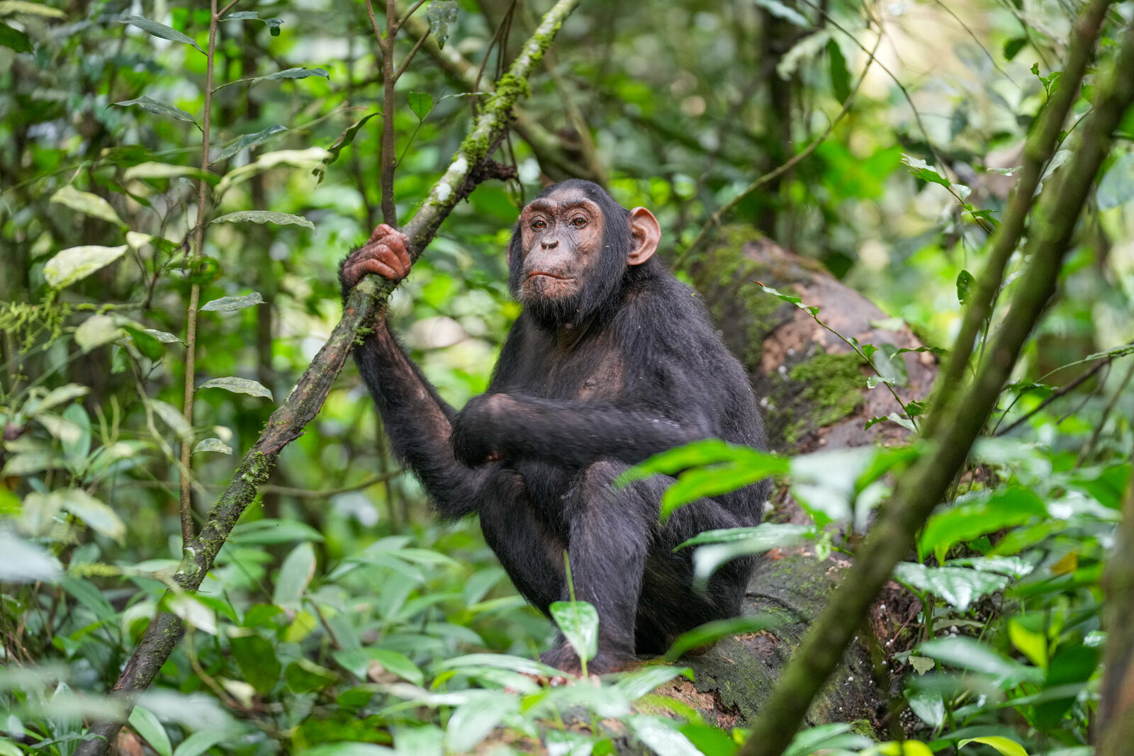 A chimpanzee climbing on a forest vine in Kibale