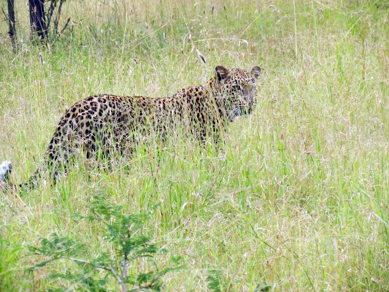 Leopard in the Sabi Sand Game Reserve, South Africa