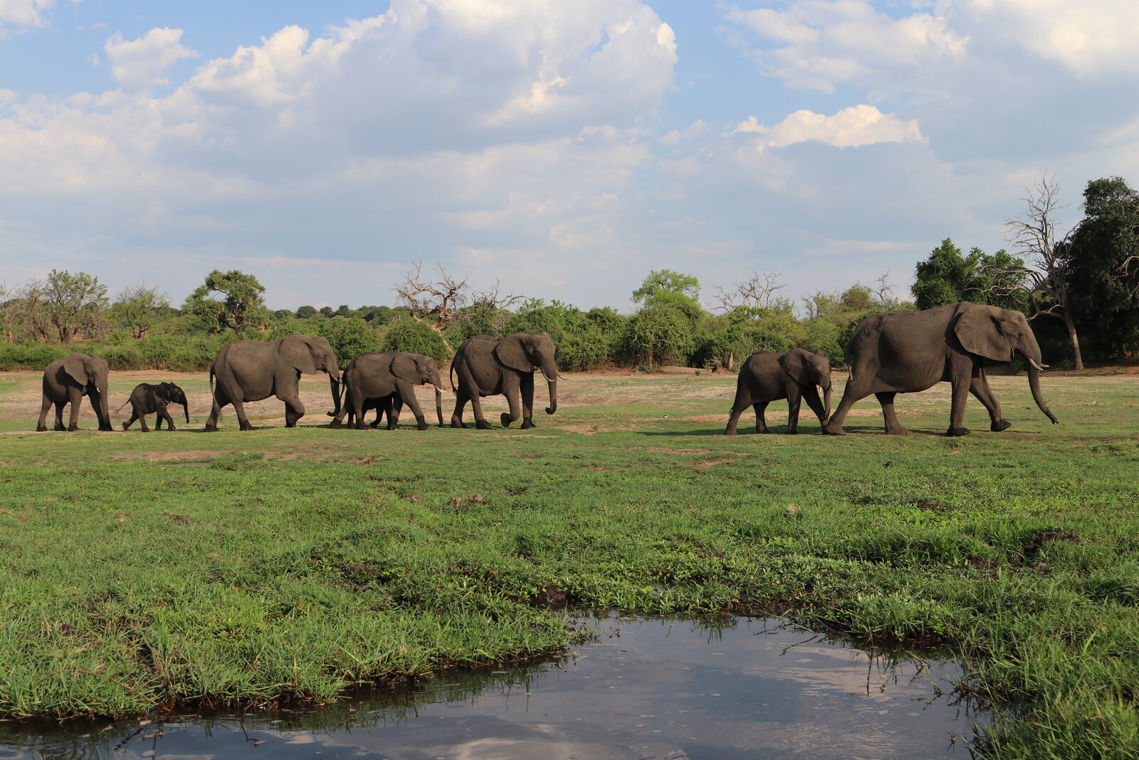 A herd of elephants at the water's edge in Botswana