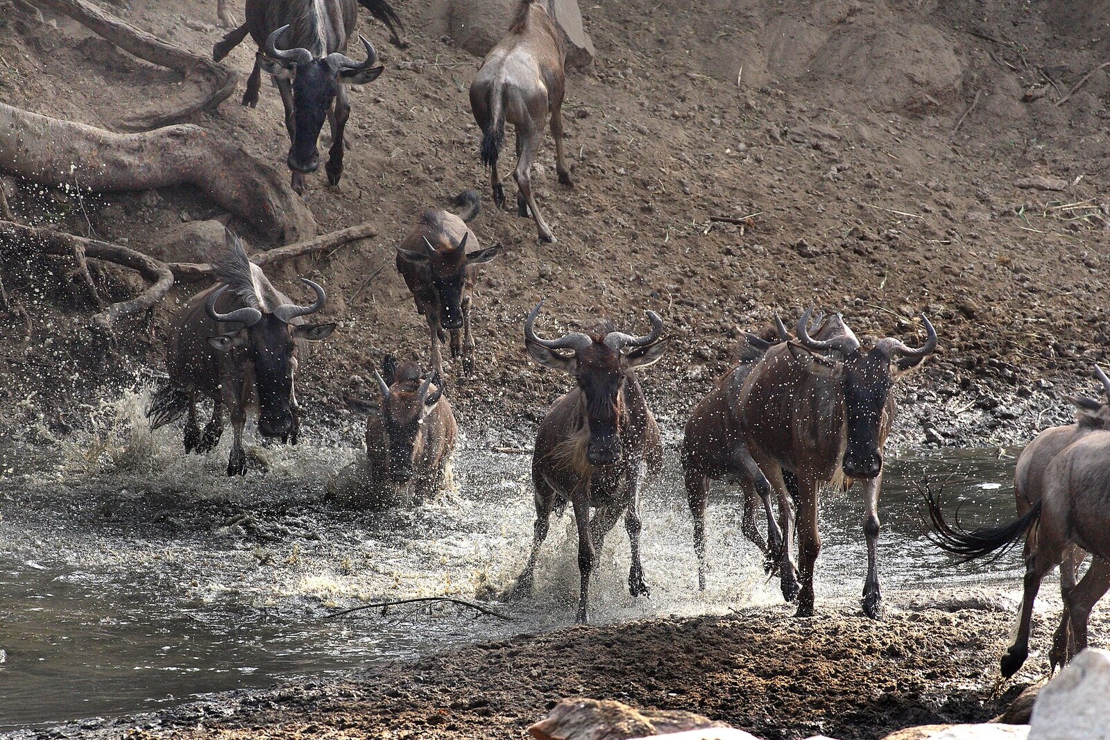 A wildebeest running out of the river in an explosion of spray during a crossing — frozen at high shutter speed