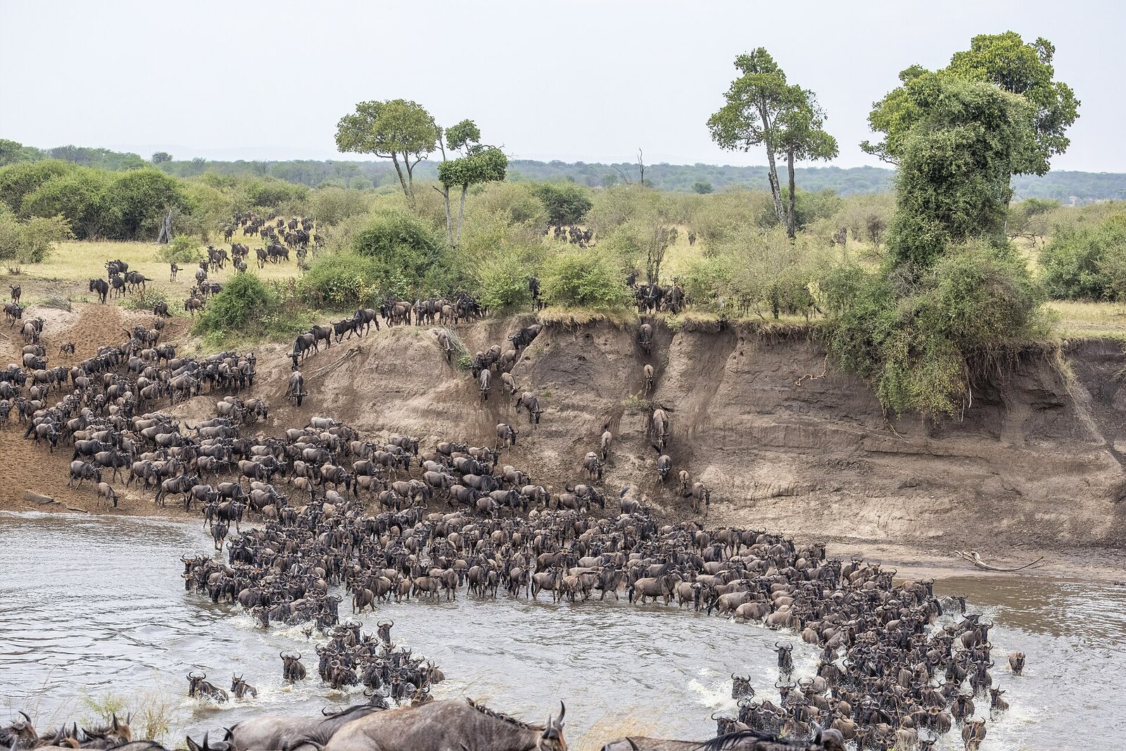 A vast S-curved column of wildebeest crossing the river, showing the scale of the migration