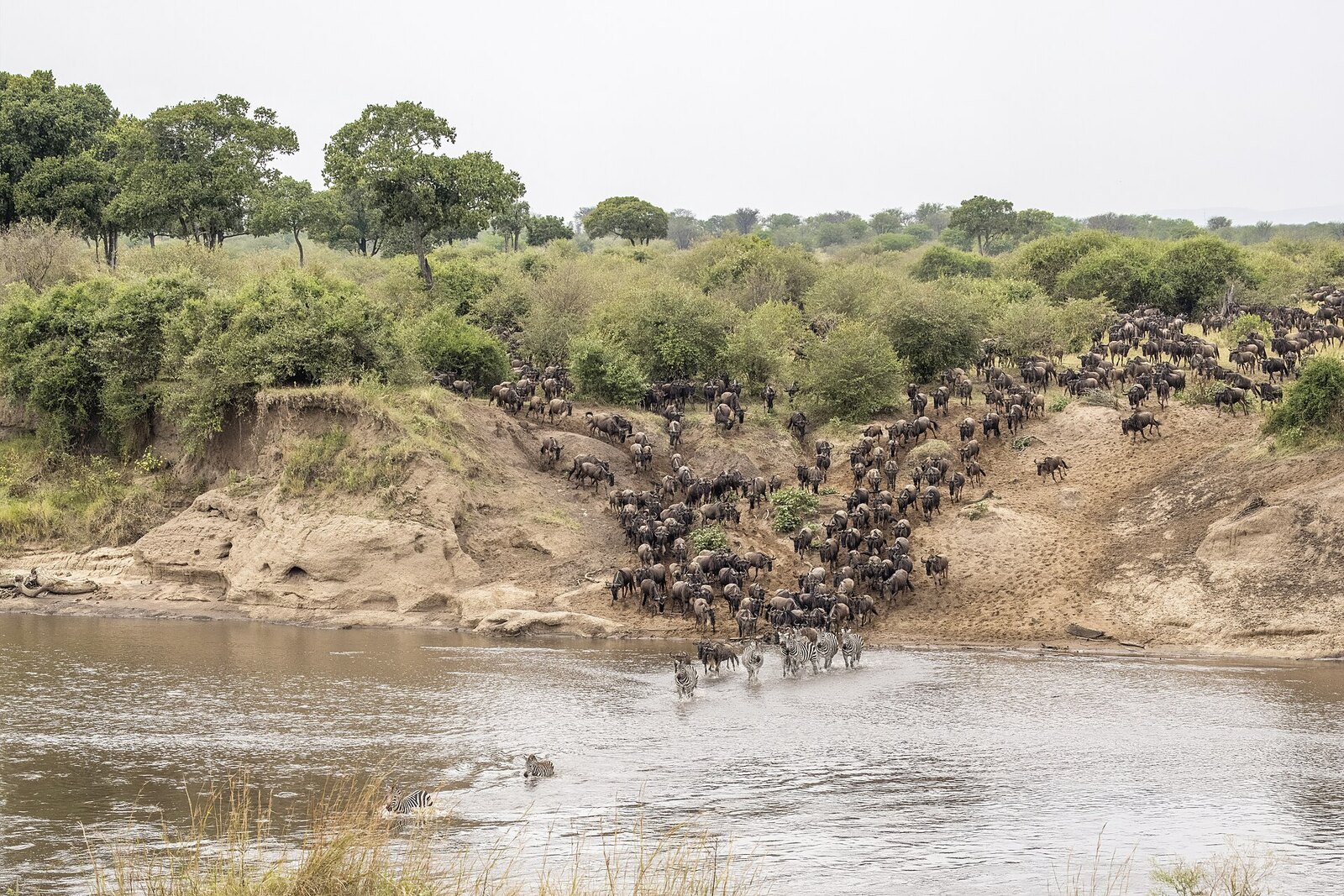 Wildebeest descending a steep bank in a single file, forming a natural leading line into the river