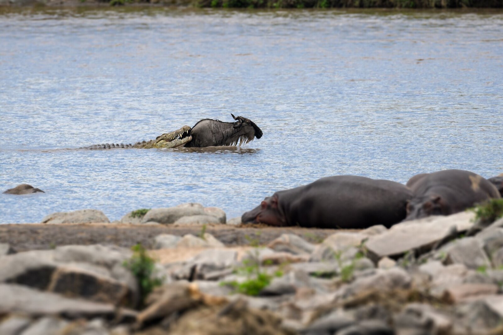 A Nile crocodile striking at a wildebeest in the river — the decisive predator moment of a crossing
