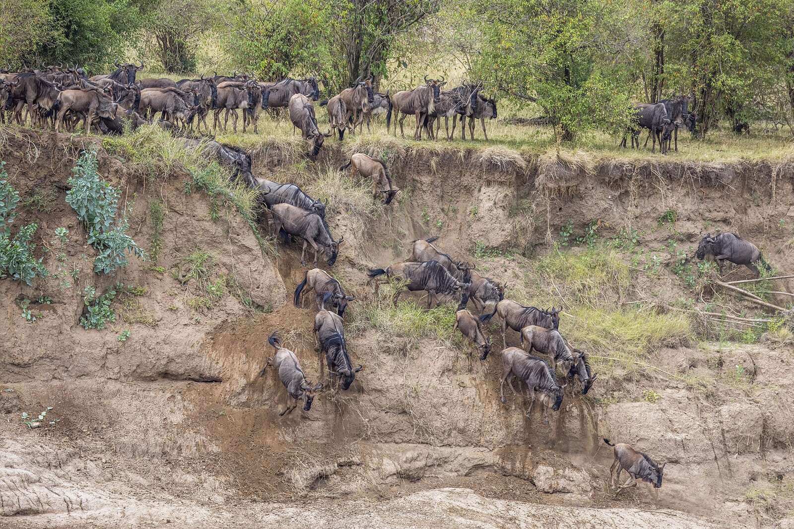 Migration herds streaming toward the Mara River