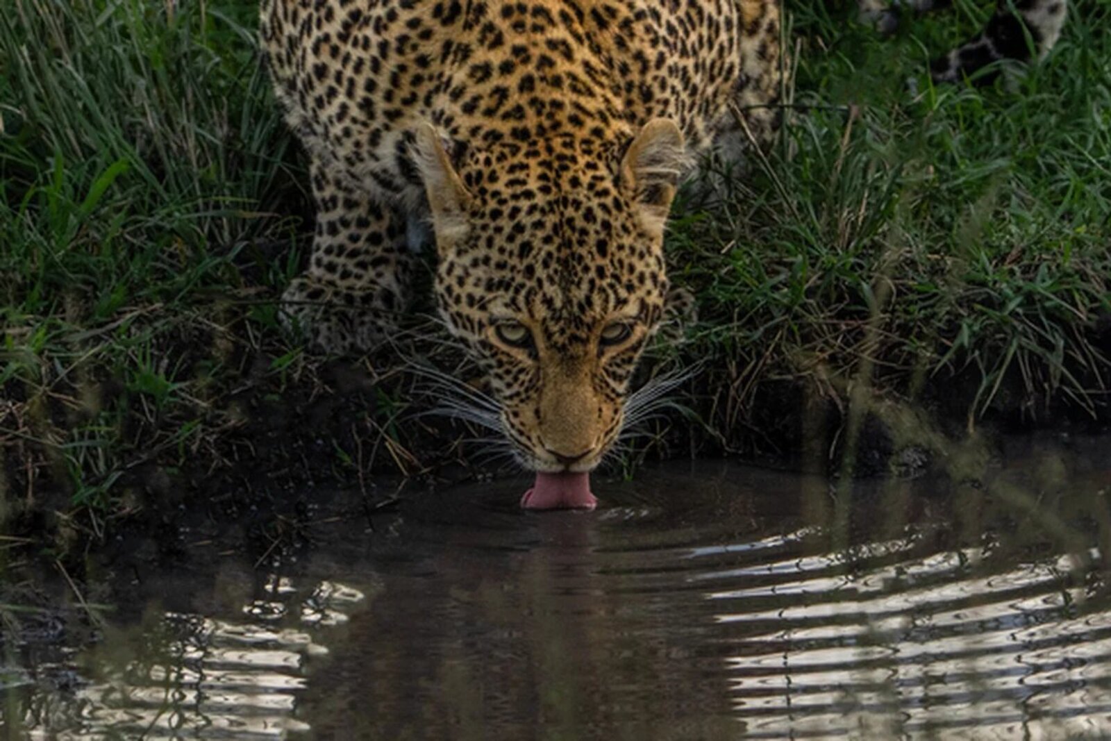 A leopard drinking at a waterhole at last light in the Sabi Sands