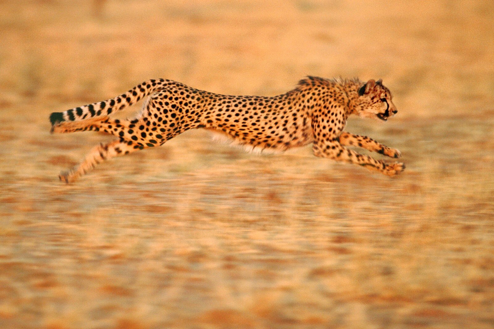 A cheetah scanning the plains in the Greater Kruger at first light