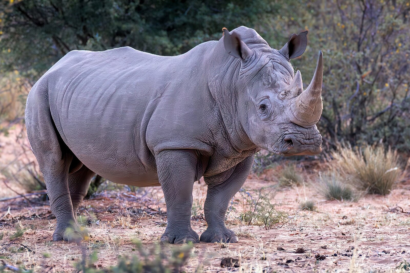 Hluhluwe-iMfolozi Rhino Safari