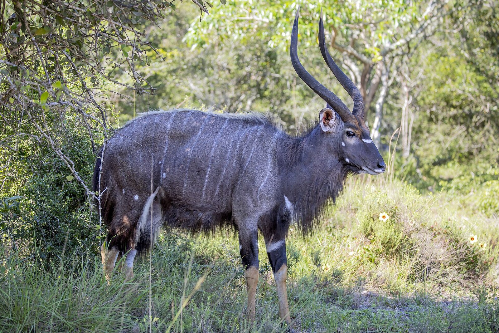Nyala antelope in the bush at Hluhluwe-iMfolozi