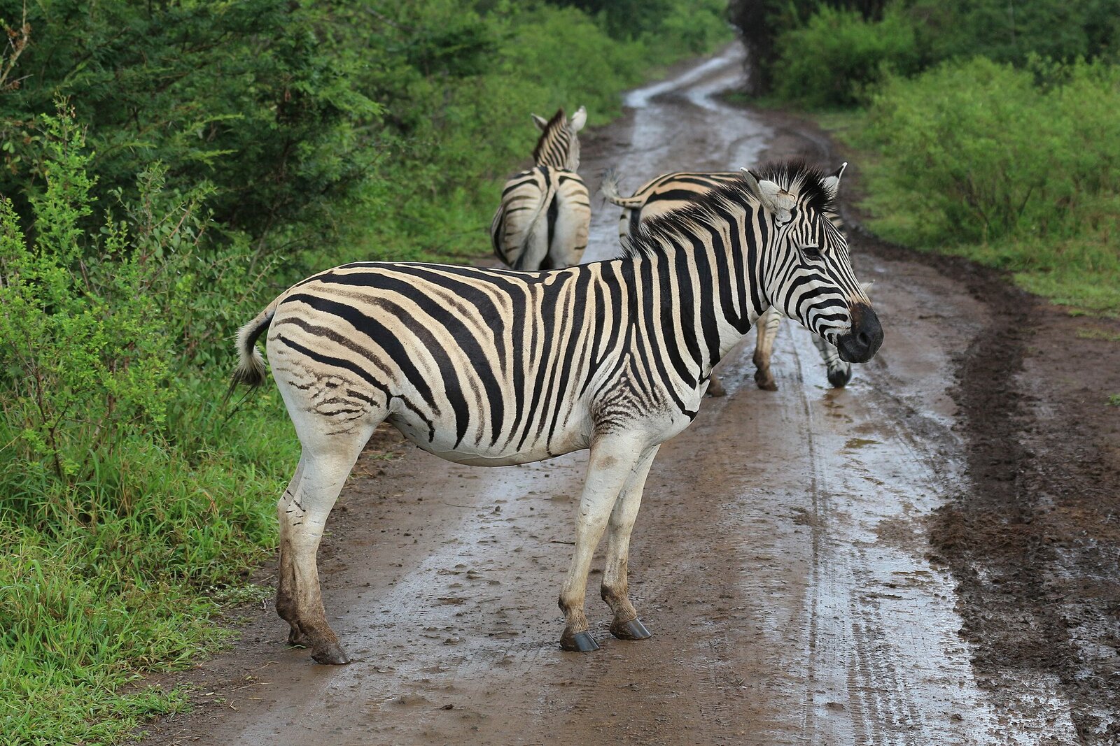 Zebra crossing a track in Hluhluwe-iMfolozi Park