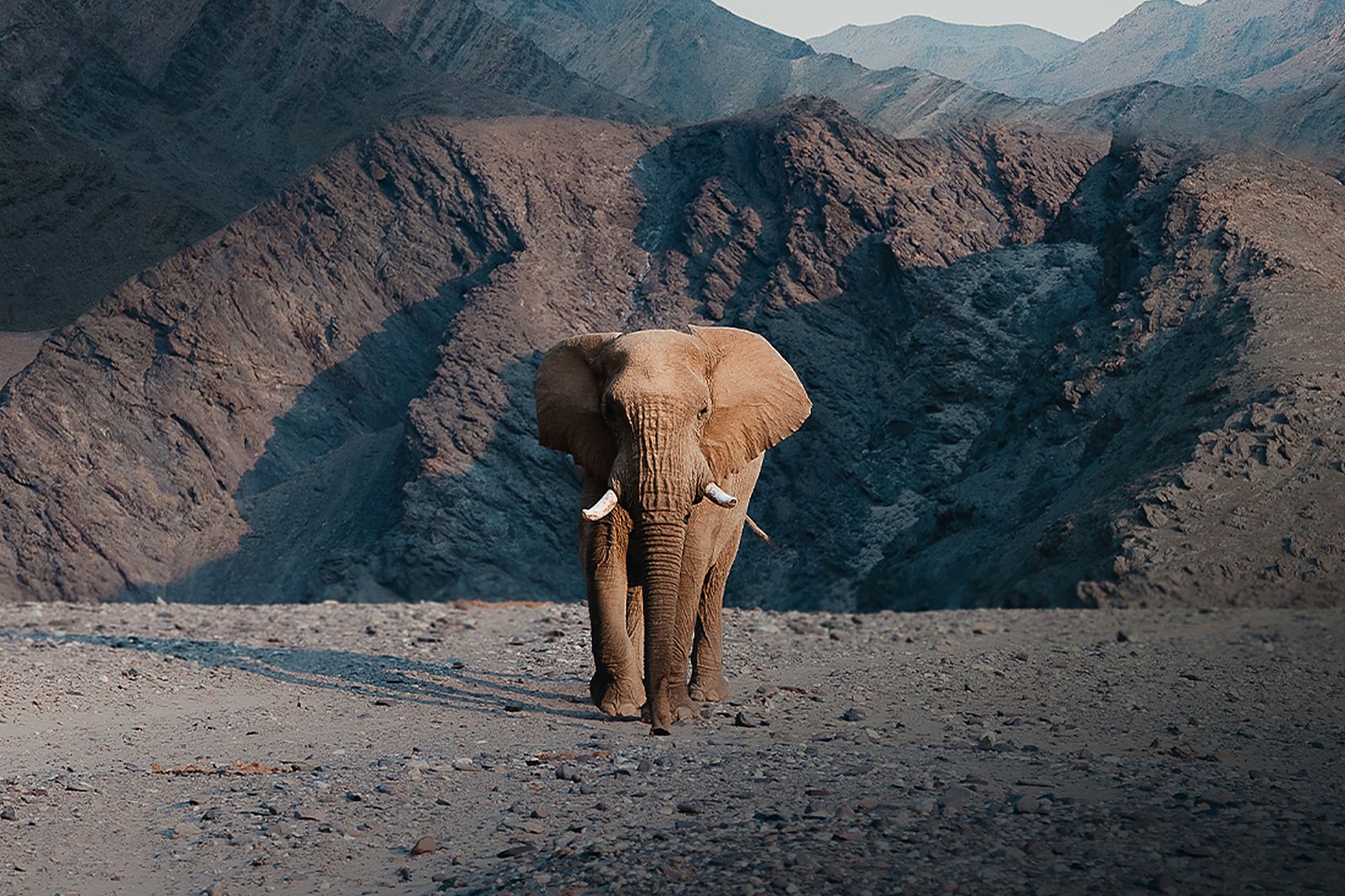 A desert-adapted elephant tracked from Hoanib Valley Camp, Kaokoveld