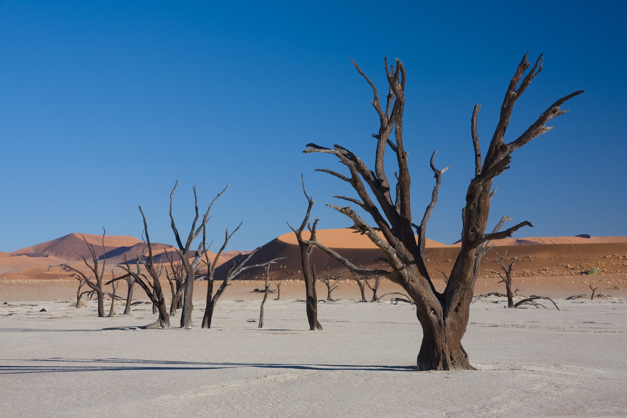 The white clay pan and dead camelthorn trees of Dead Vlei
