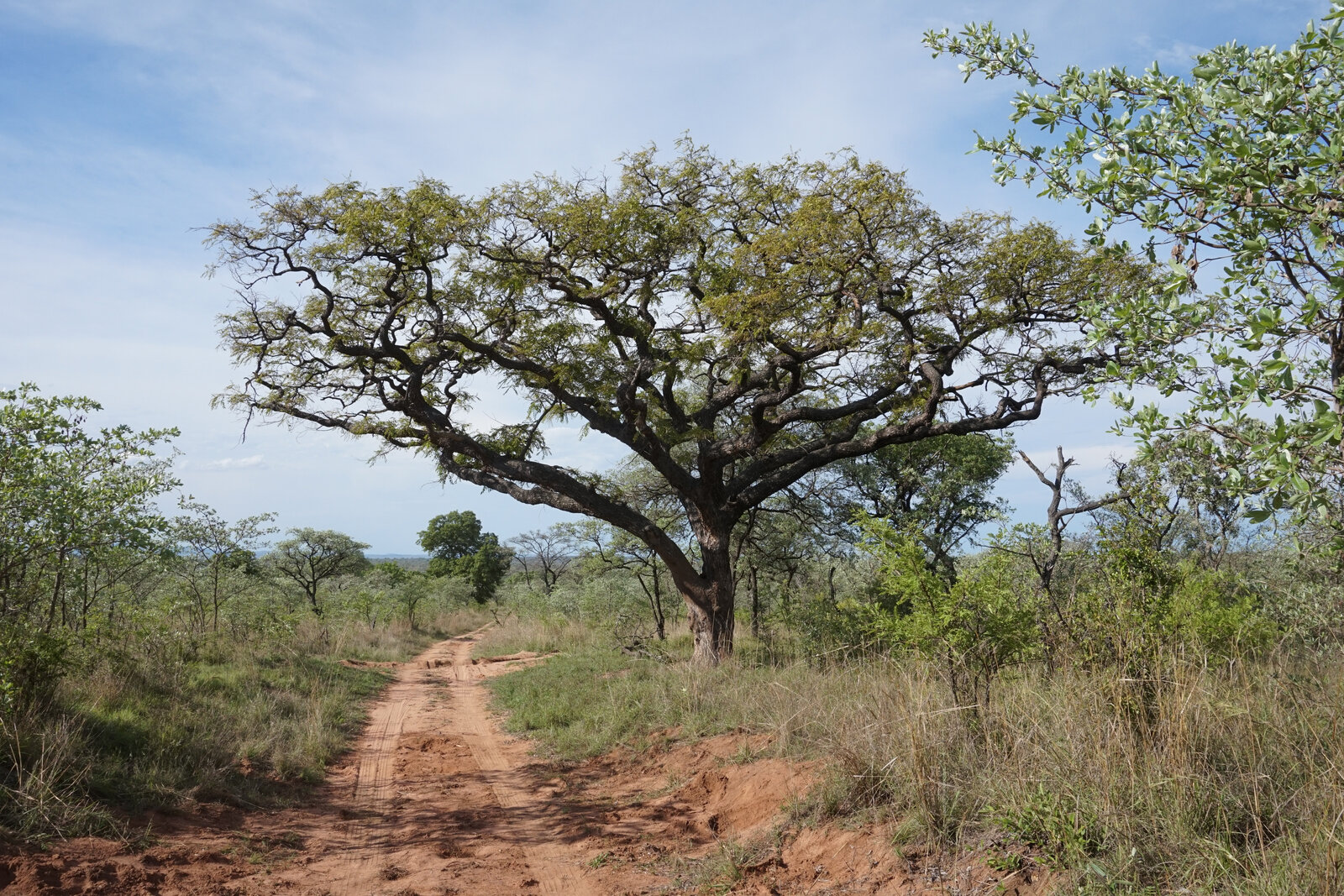 A quiet road winding through the Kruger bushveld