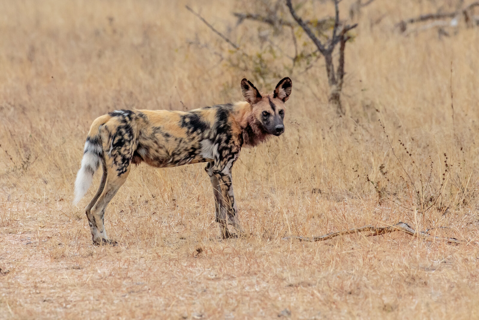 A pack of wild dogs moving through the bushveld