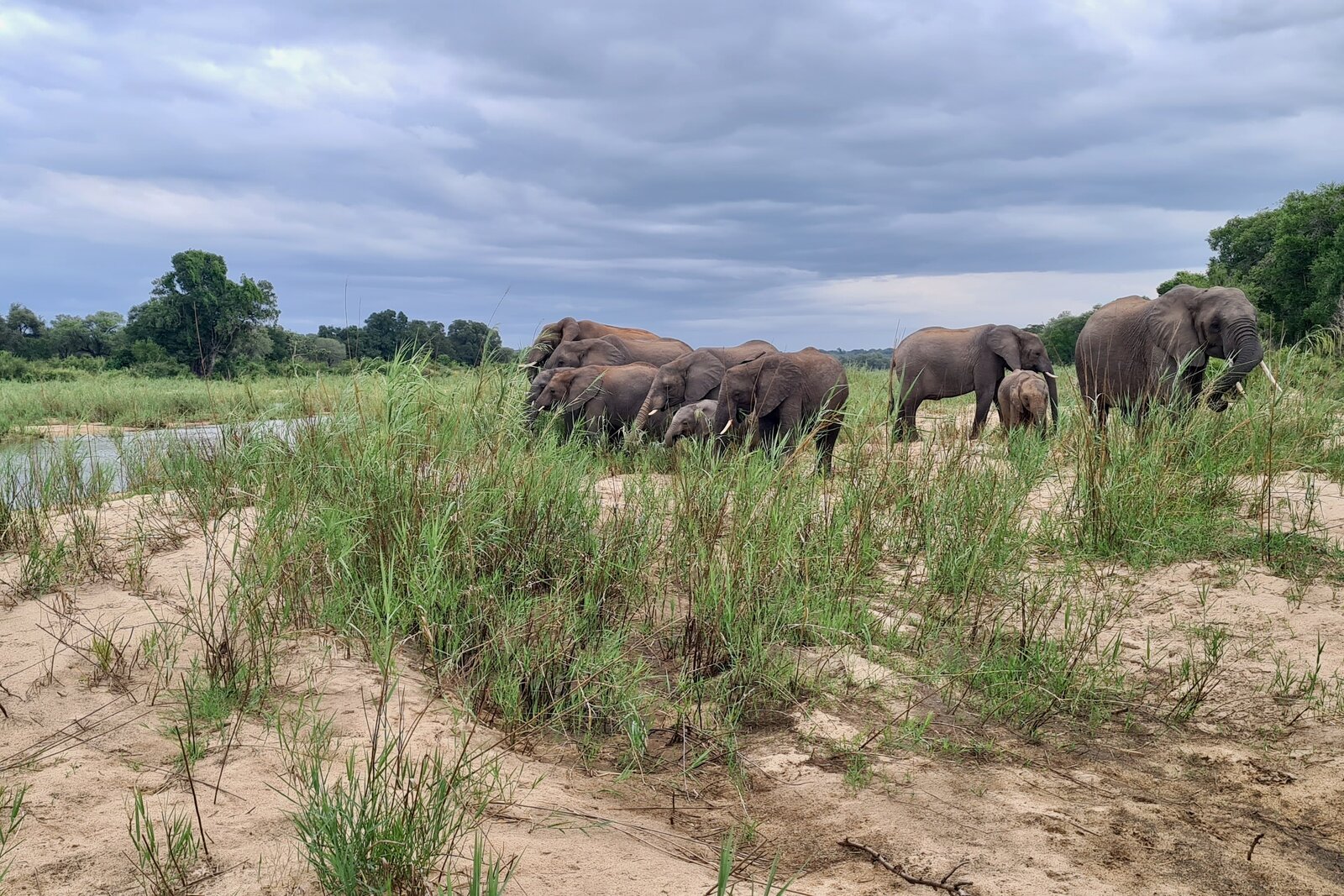 A herd of elephants in the Kruger bushveld