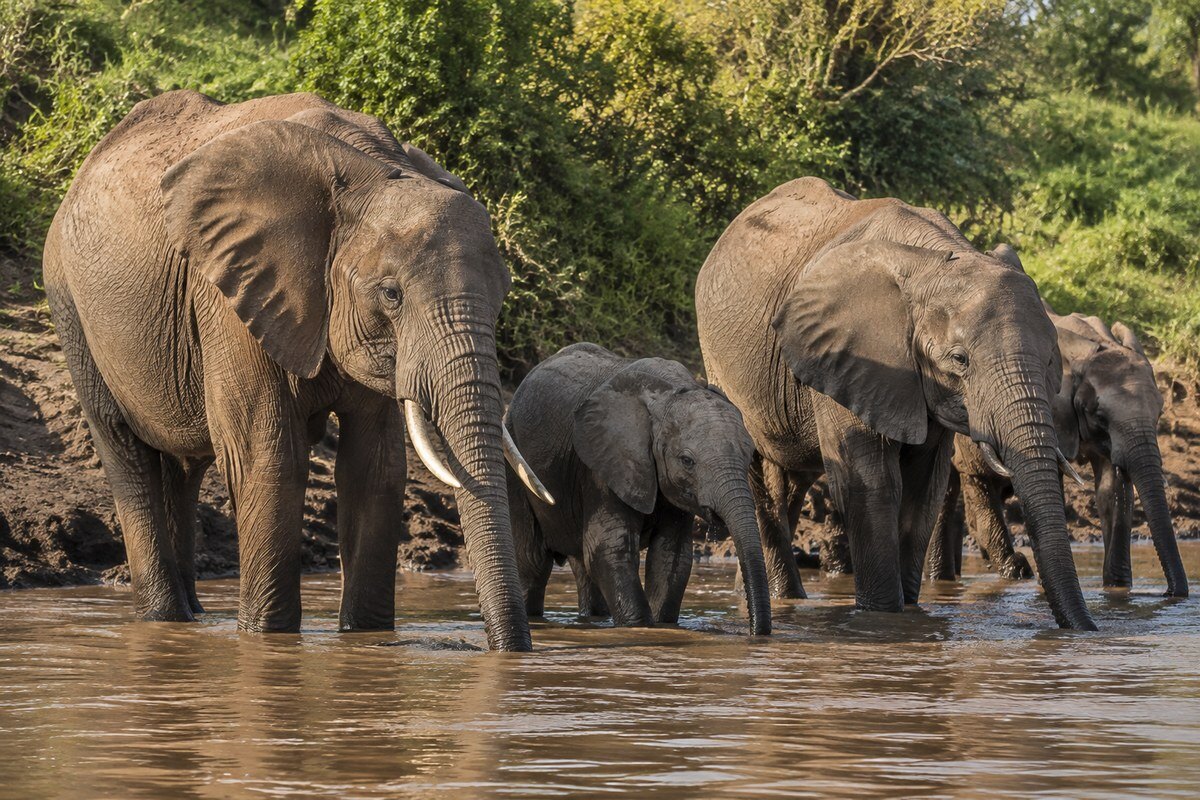 Elephant family drinking at the Talek River in front of Ilkeliani Camp in the Masai Mara