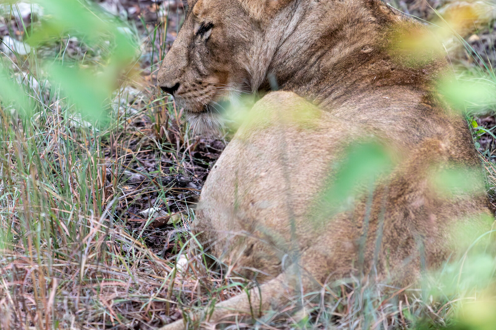 A lion resting in the cover of green foliage