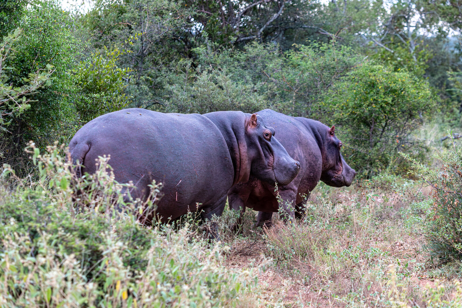 A hippo standing out of the water in the bush