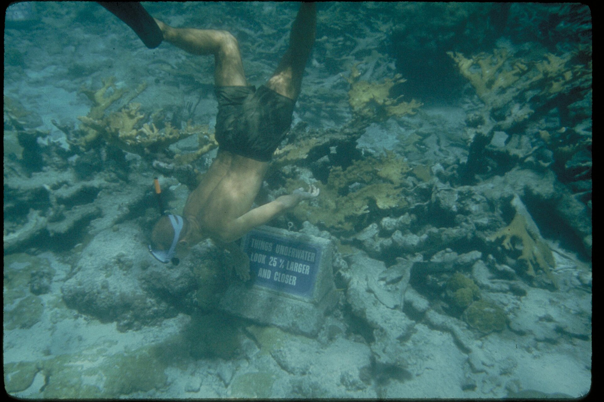 A snorkeler exploring the clear, warm shallows of a tropical reef on the iSimangaliso coast
