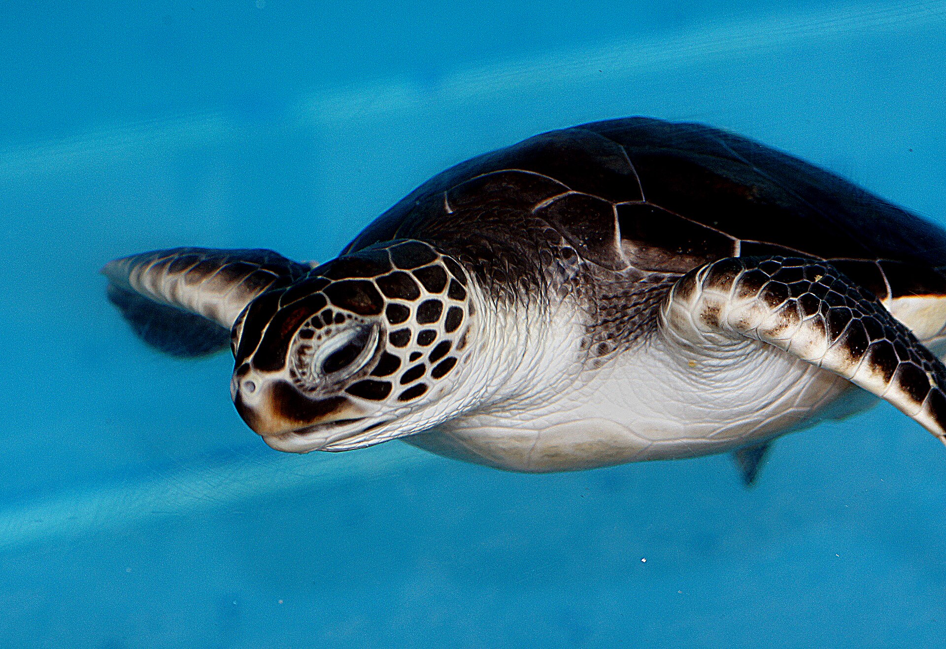 A green sea turtle gliding over the reef off the iSimangaliso coast