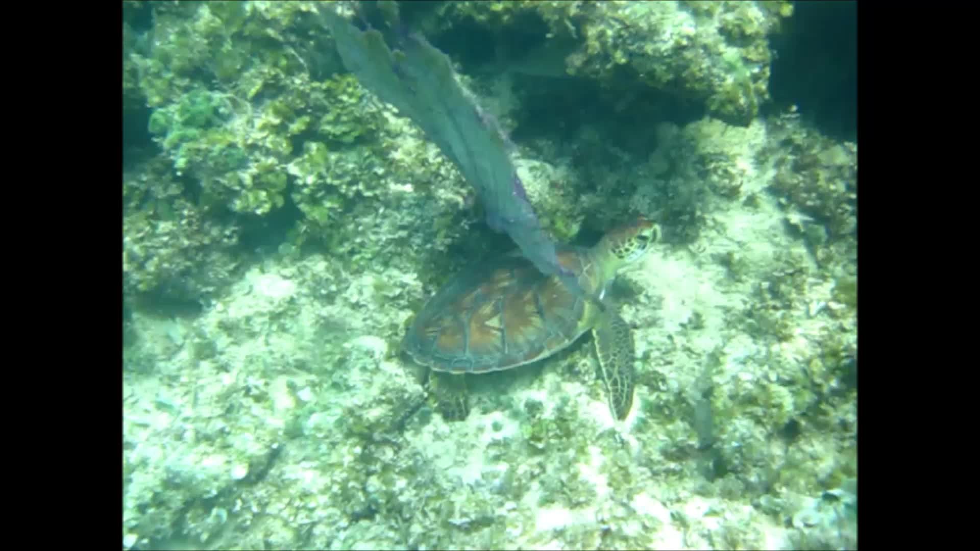 Reef fish shoaling over coral in the warm water of the iSimangaliso marine reserve