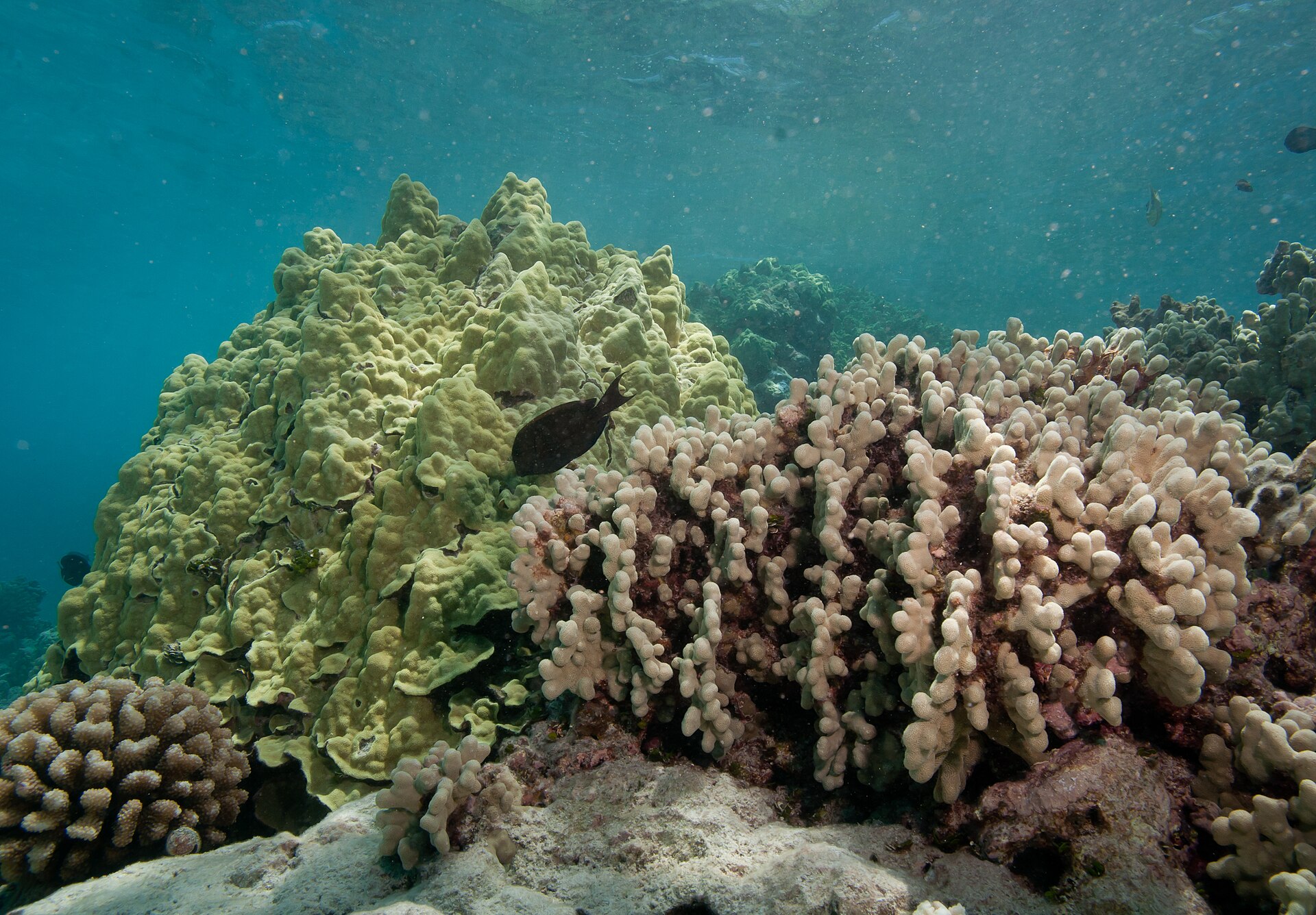 A vibrant coral reef alive with tropical fish off Sodwana Bay in the iSimangaliso marine reserve