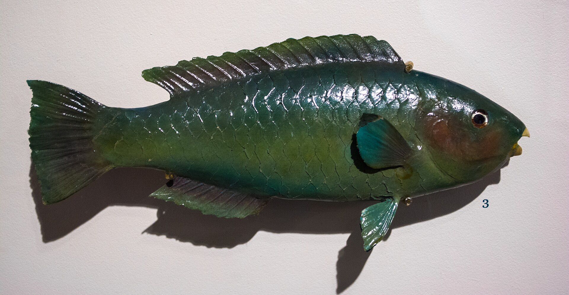 A parrotfish grazing on a coral reef off the iSimangaliso coast