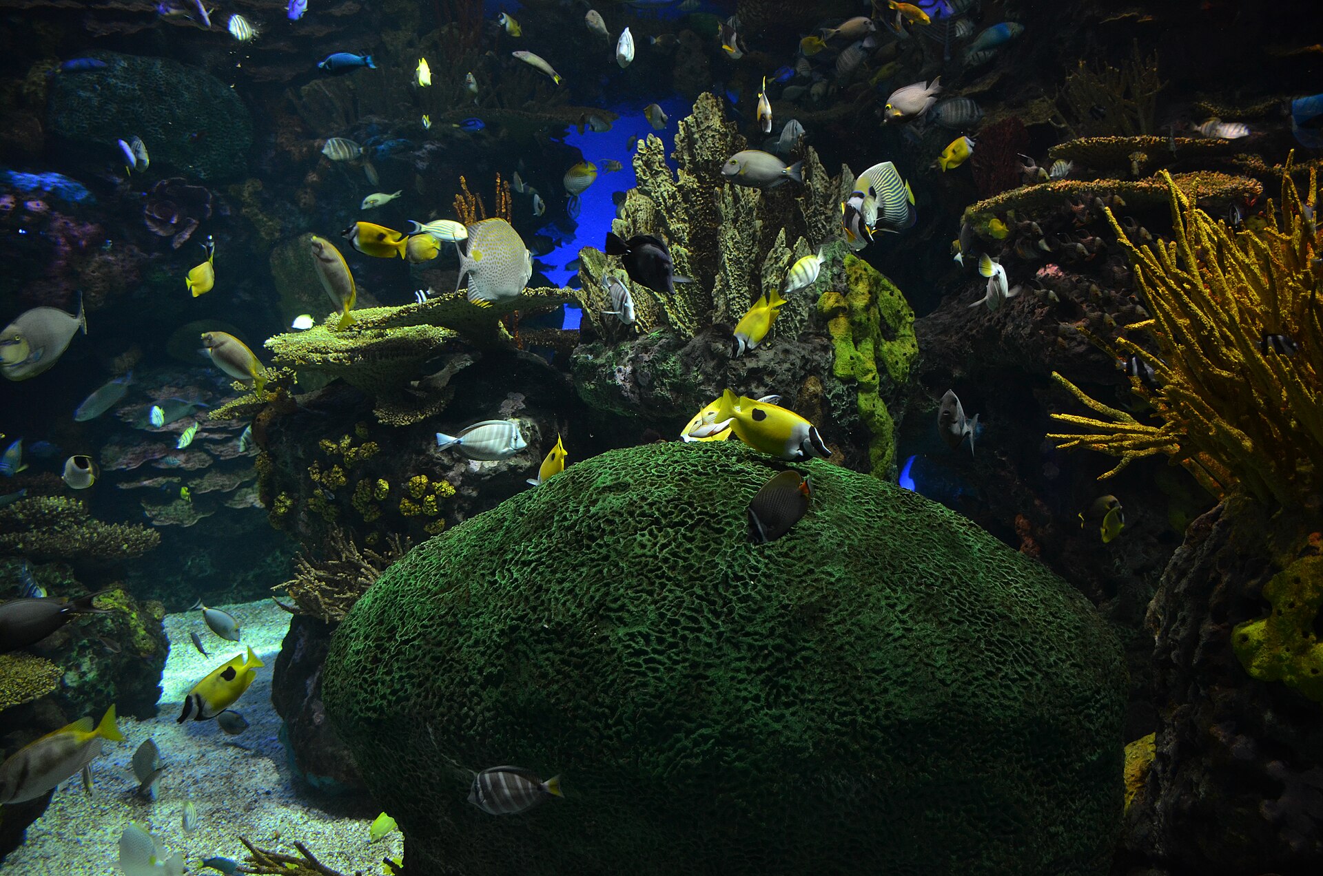 A shoal of reef fish over the coral in the sheltered water of the iSimangaliso marine reserve