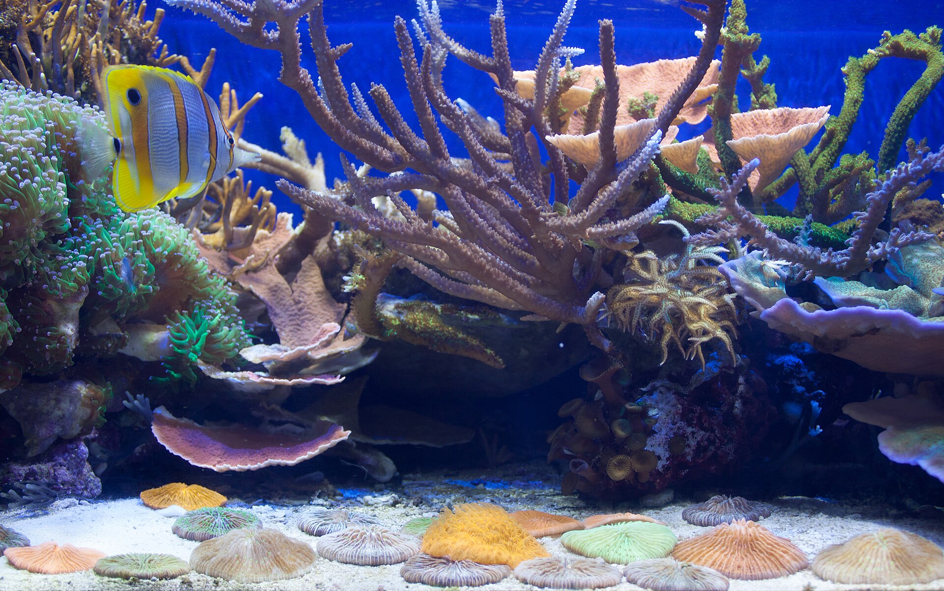 A colourful coral garden with tropical fish in the iSimangaliso marine reserve