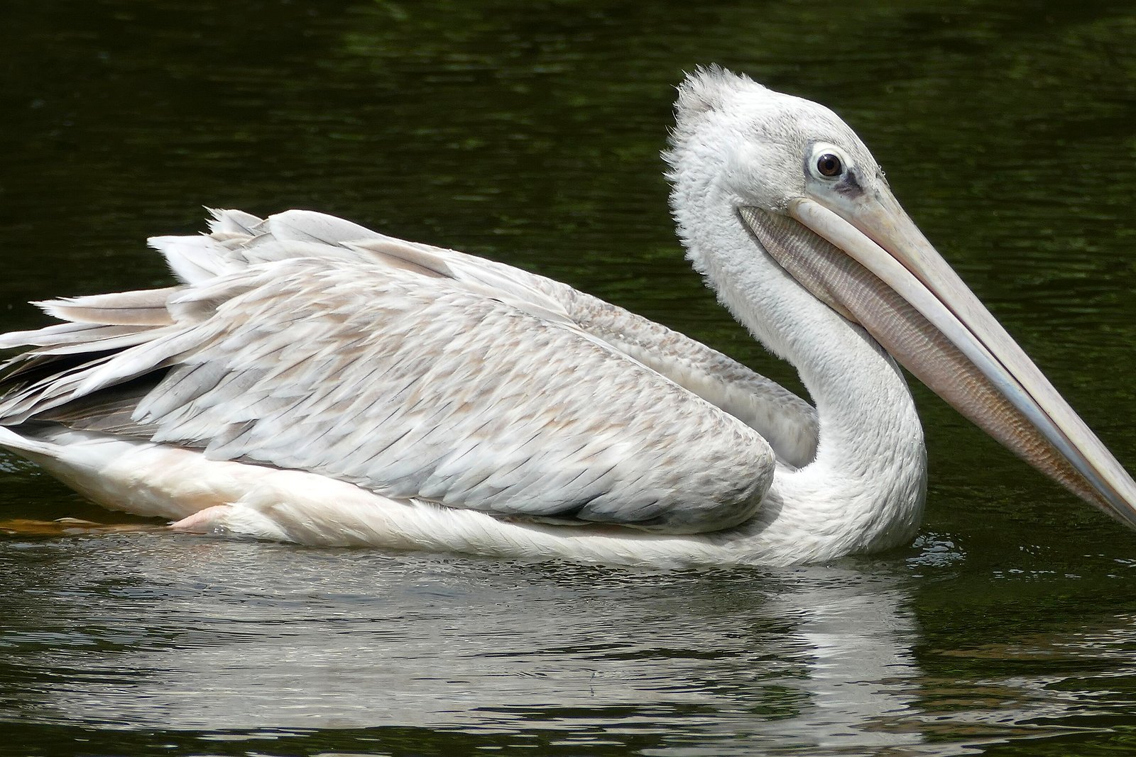 A pink-backed pelican on the estuary in iSimangaliso Wetland Park