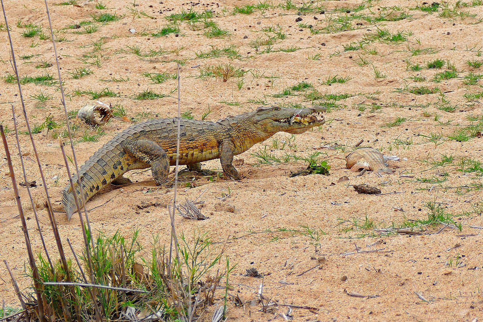 A Nile crocodile basking on a sandbank in iSimangaliso Wetland Park