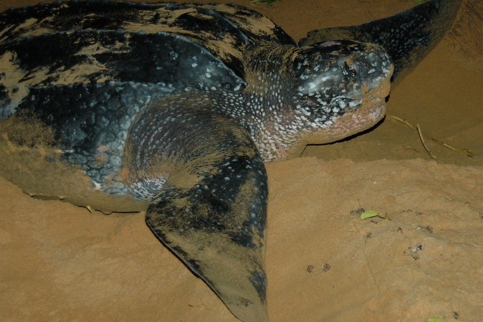 A leatherback turtle nesting on the beach at night in iSimangaliso Wetland Park