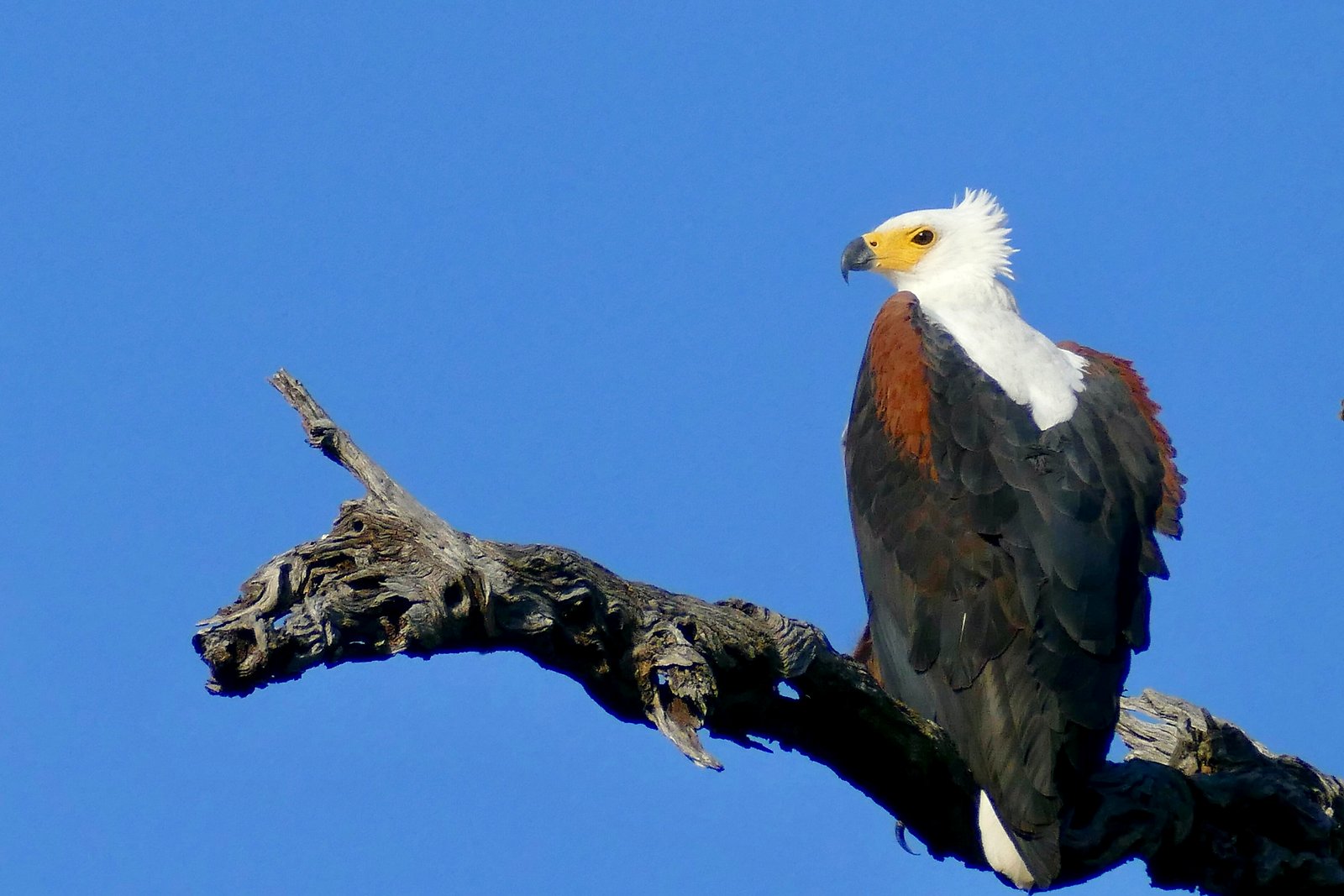 An African fish eagle perched above the water in iSimangaliso Wetland Park