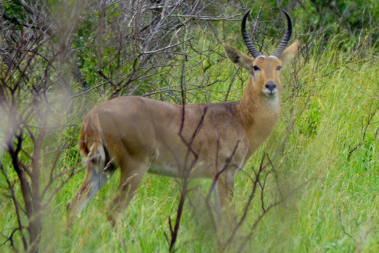 A reedbuck standing in the coastal grassland of iSimangaliso's Eastern Shores