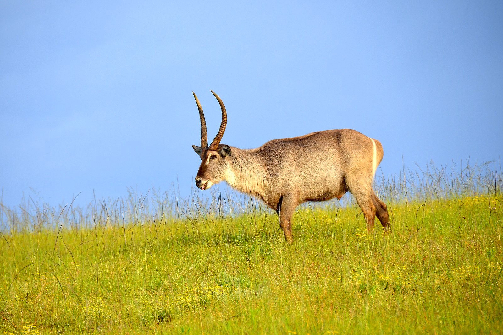 A waterbuck on the grassy dunes of iSimangaliso Wetland Park
