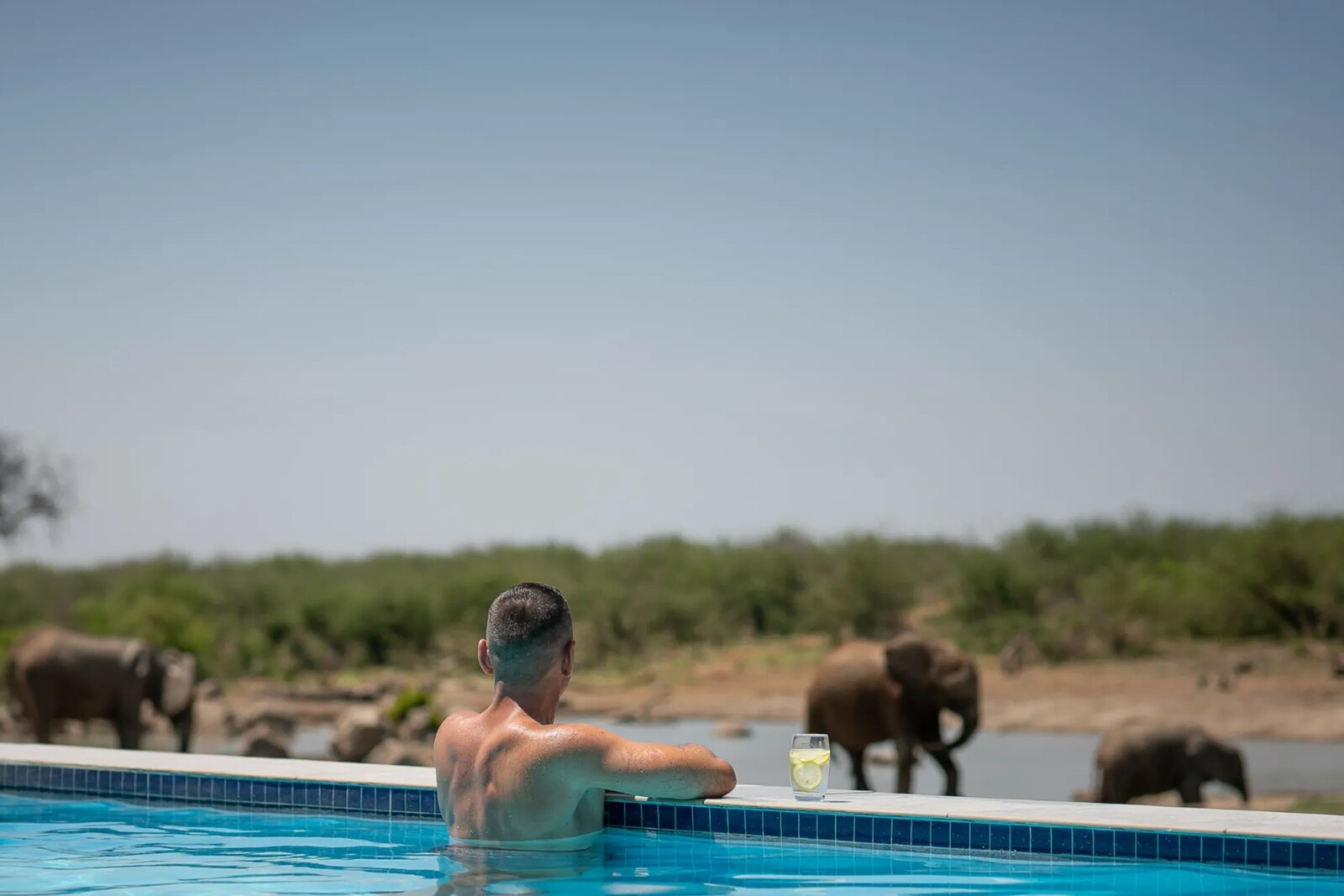 Jamala Madikwe villa plunge pool with elephants beyond