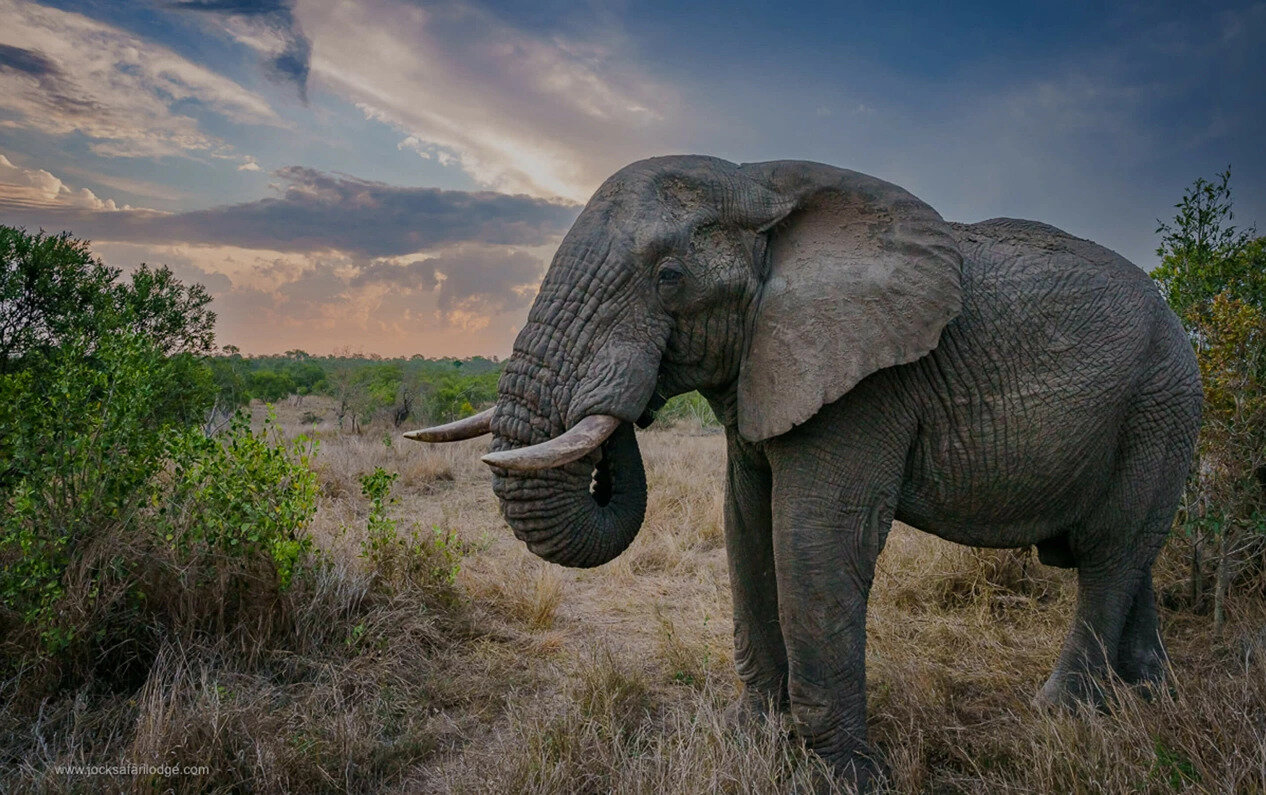 A lone elephant bull in the Kruger bush near Jock Safari Lodge