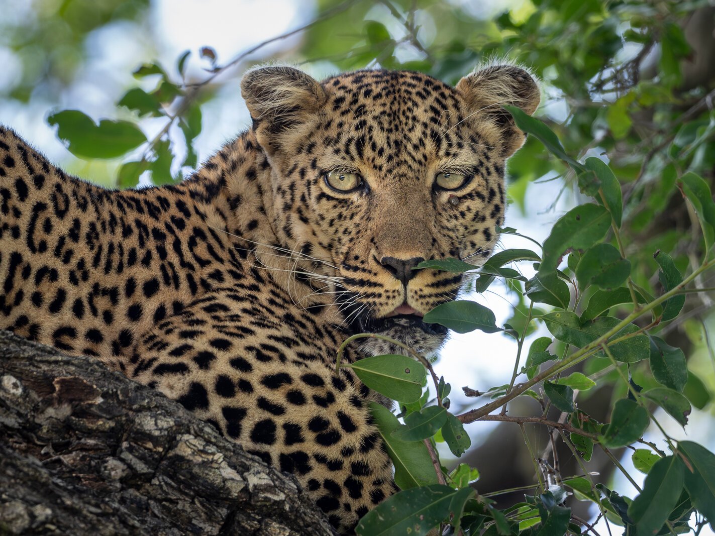A leopard portrait framed by green foliage in the southern Kruger