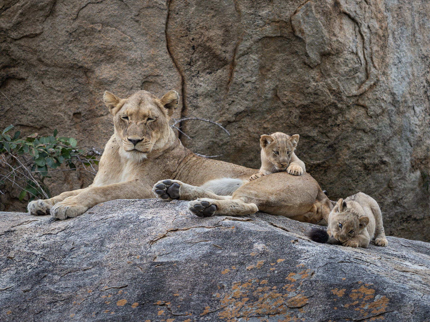 A lioness resting on rocks with her cubs in the Kruger