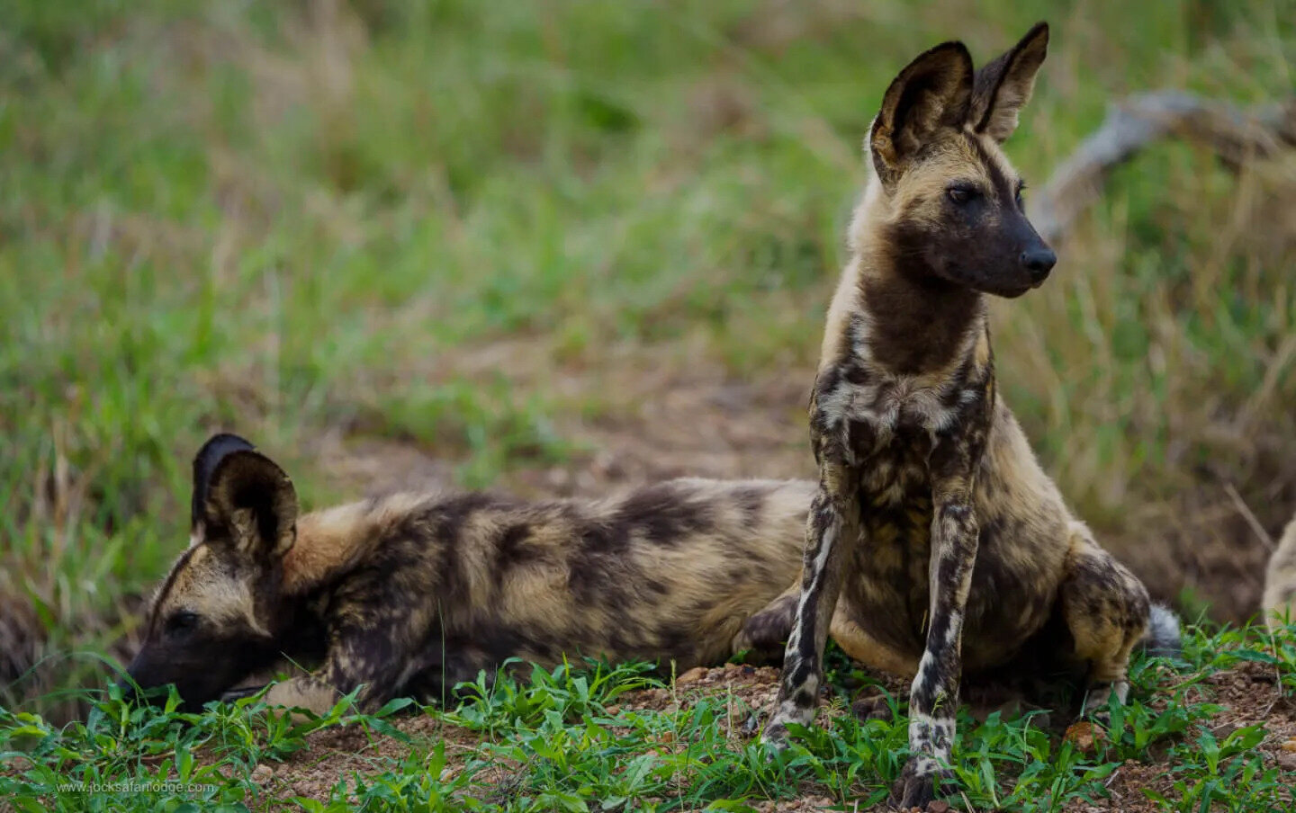 Wild dogs (African painted wolves) in the grass near Jock Safari Lodge