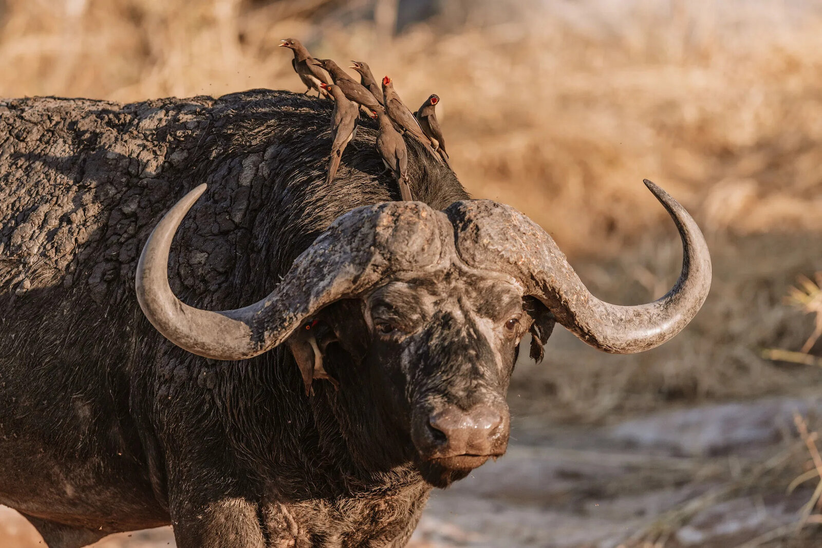 A Cape buffalo bull portrait in golden light in the Kruger