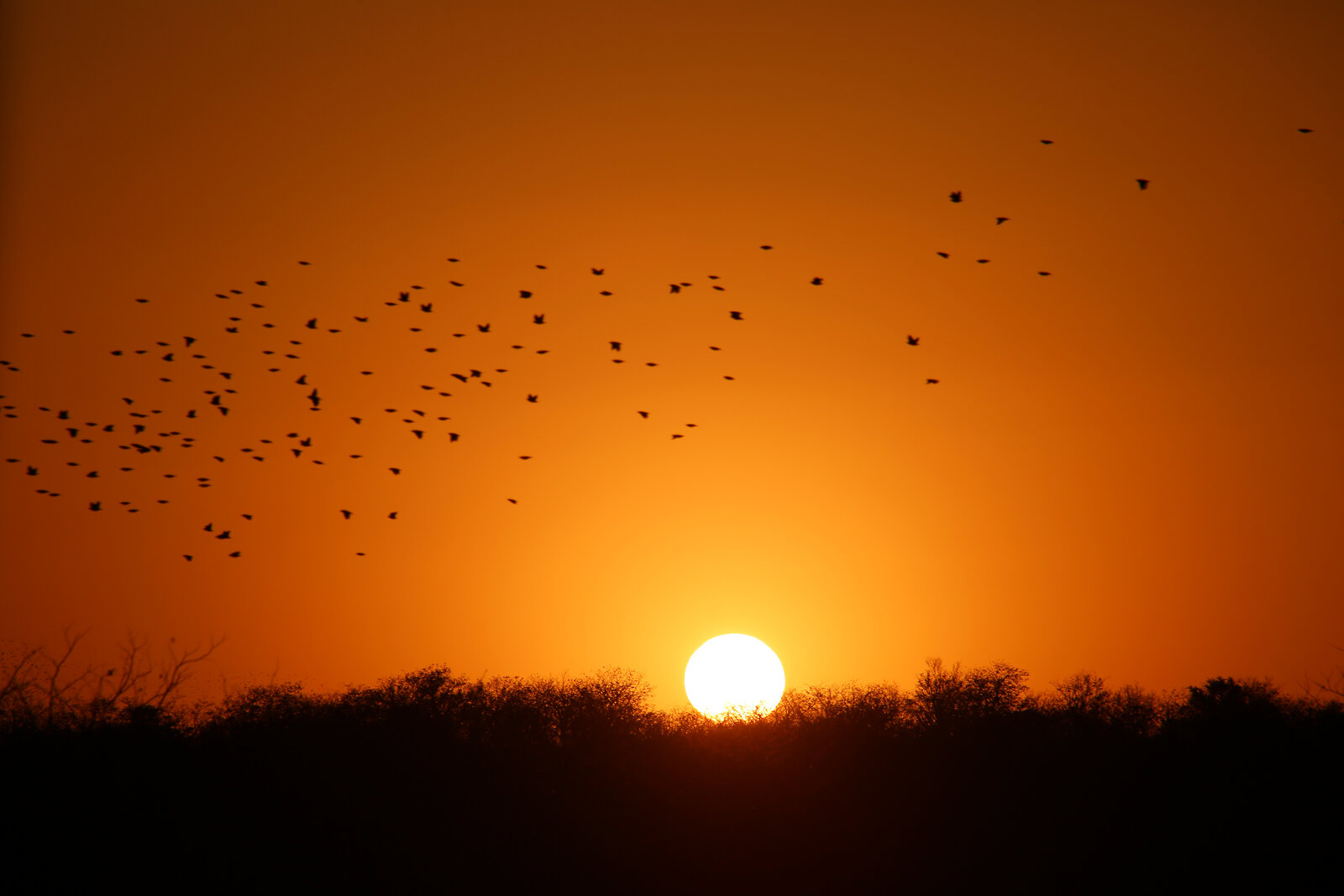 The lowveld bushveld at dawn
