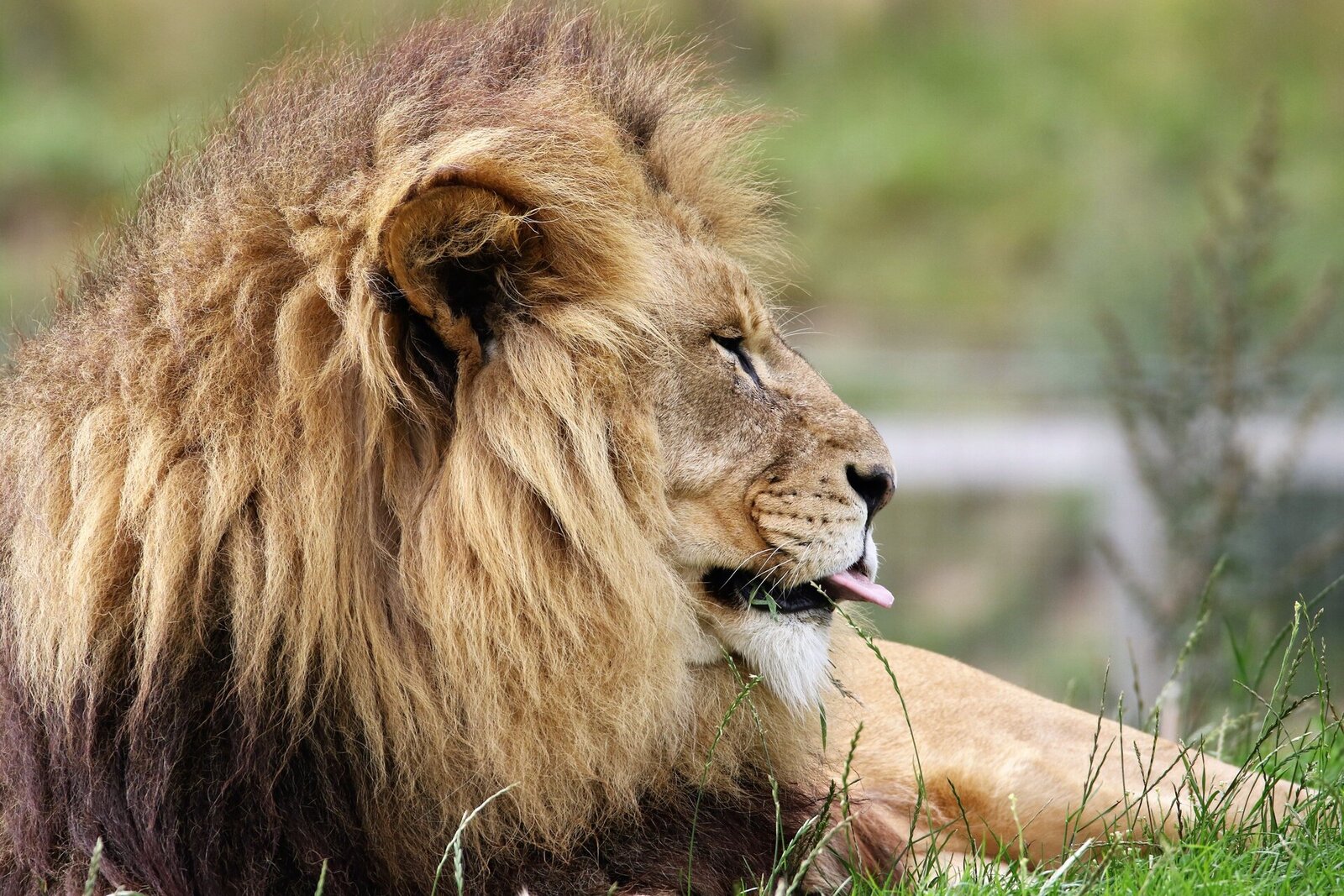 A Busanga lion on the open plains in Kafue National Park