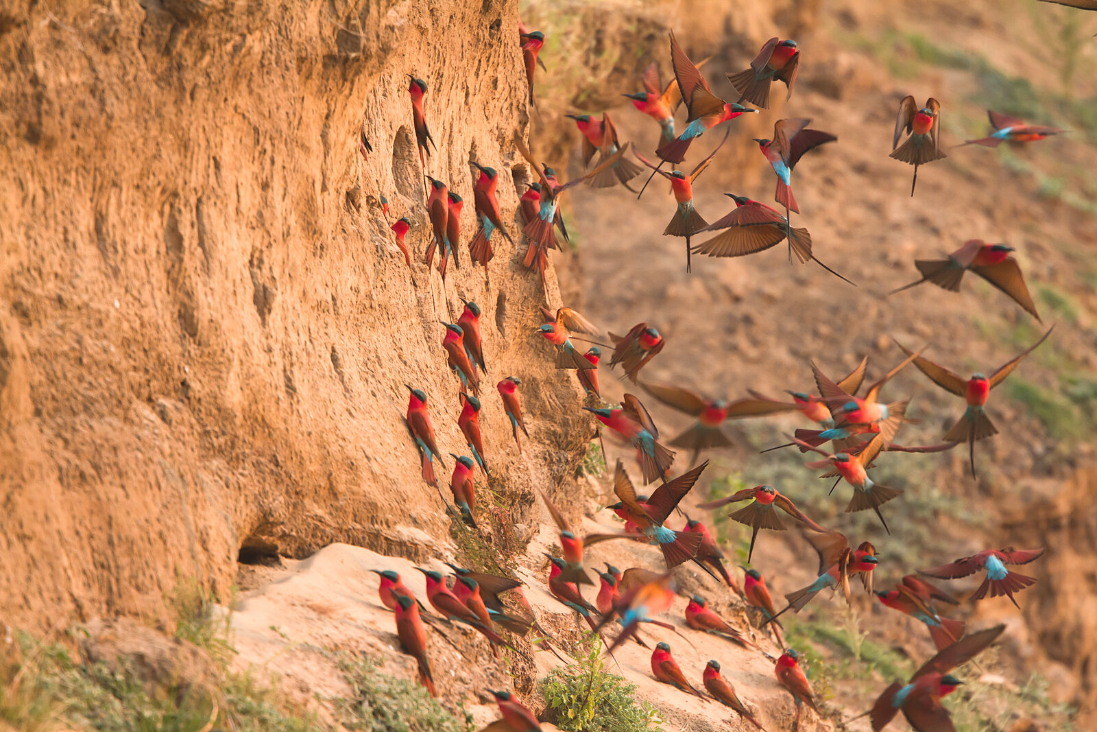 Carmine bee-eaters at their riverbank colony — Kaingo’s famous hide subject