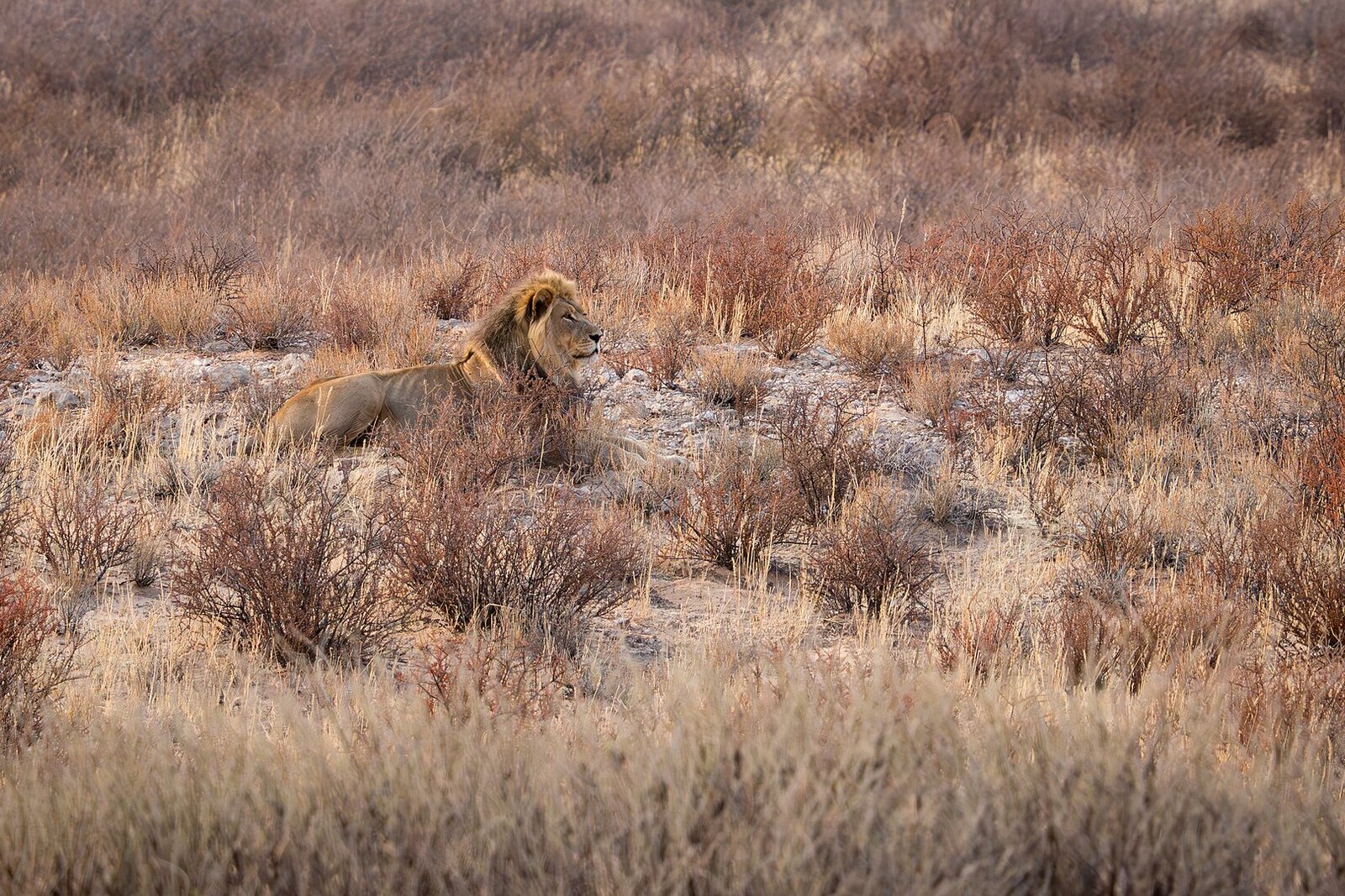 Black-maned Kalahari lion &mdash; the desert&rsquo;s iconic predator