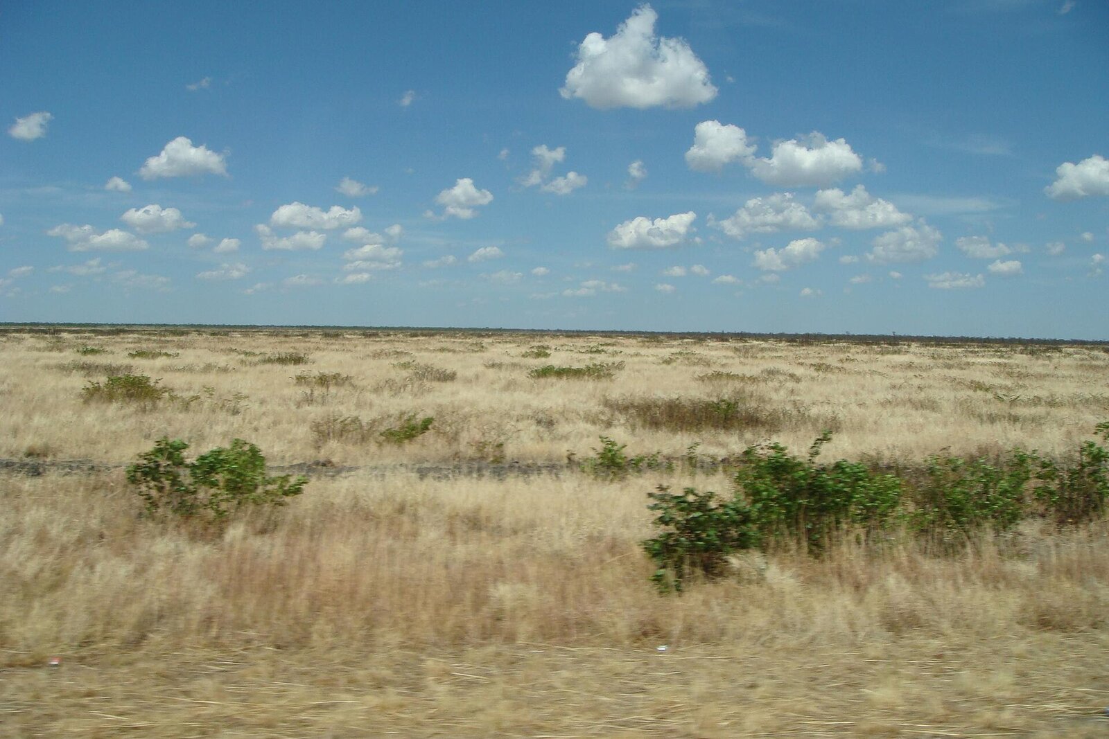 Deception Valley golden grasslands &mdash; where the great herds gather