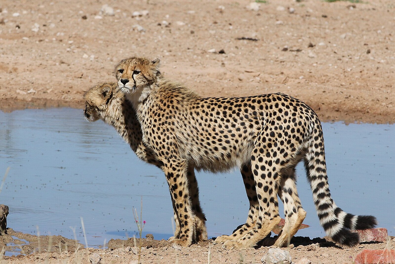 Cheetah on the open plains &mdash; built for speed in vast space