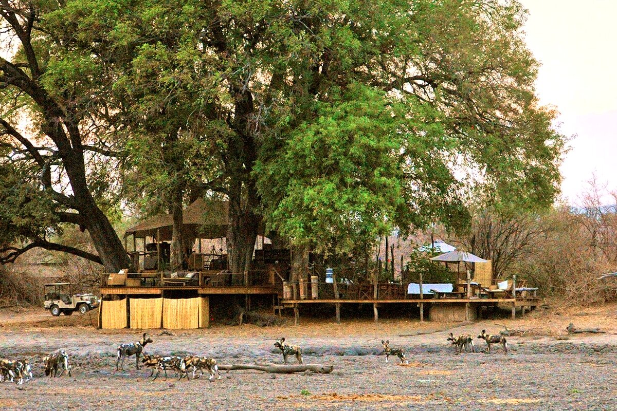 A seasonal tented camp set in the forest of Mana Pools on the Zambezi
