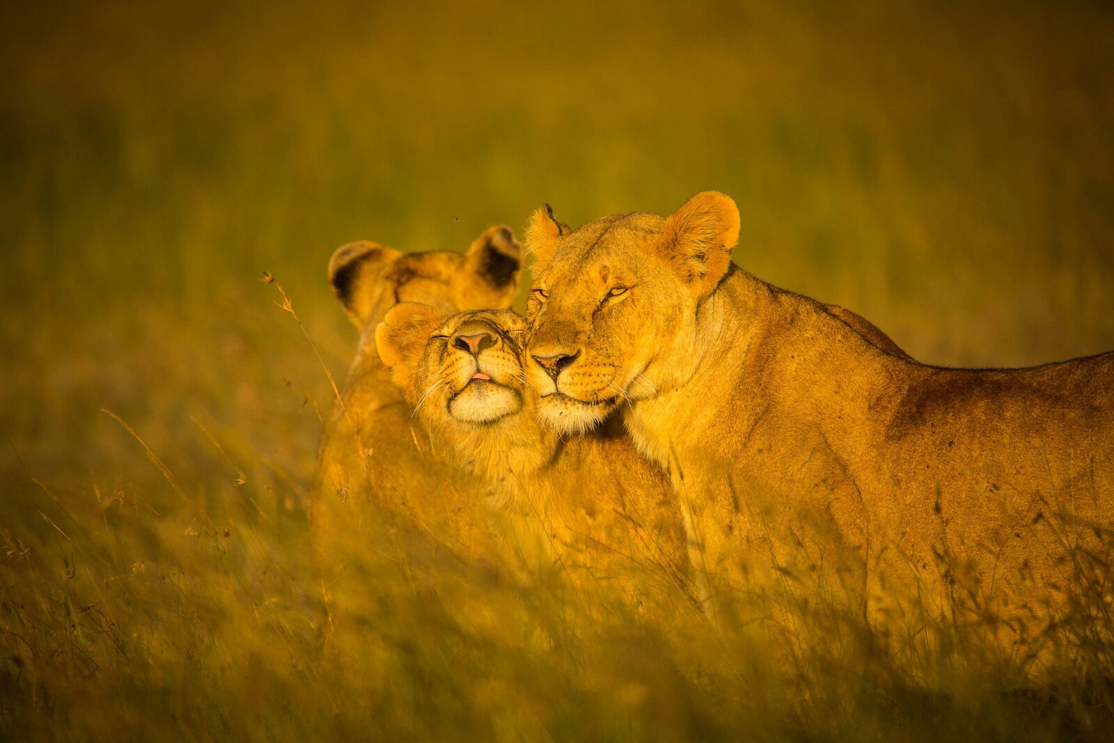 Pride of lions in the Mara North Conservancy near Karen Blixen Camp